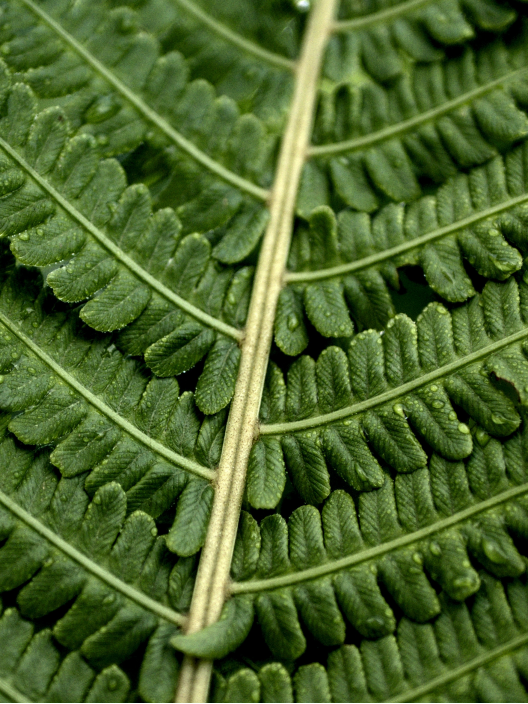 The benefit of revitalizing fern for skin care