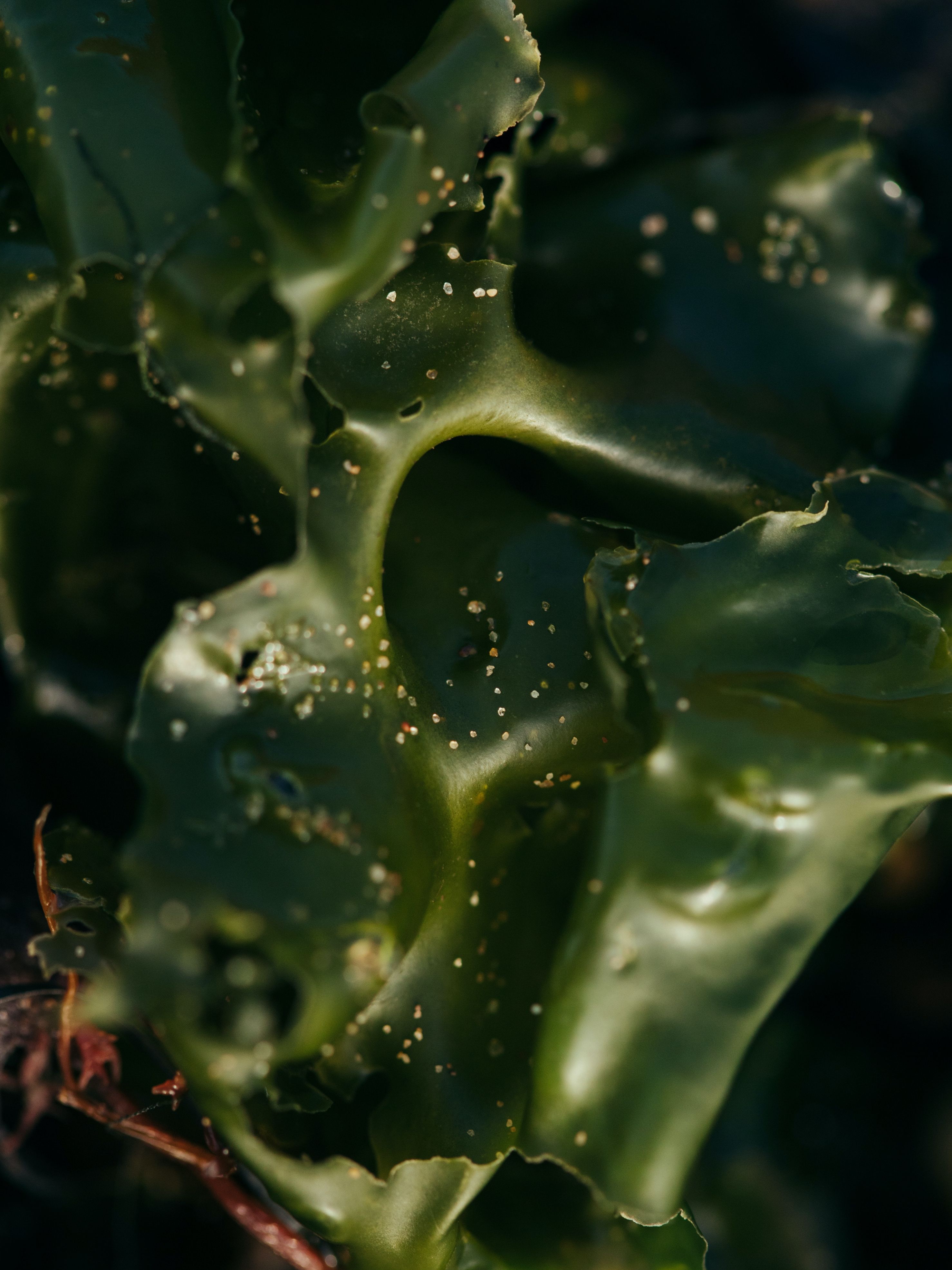 The Beautiful Gift of Nature - Seaweed